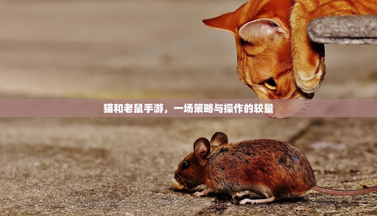 猫和老鼠手游，一场策略与操作的较量