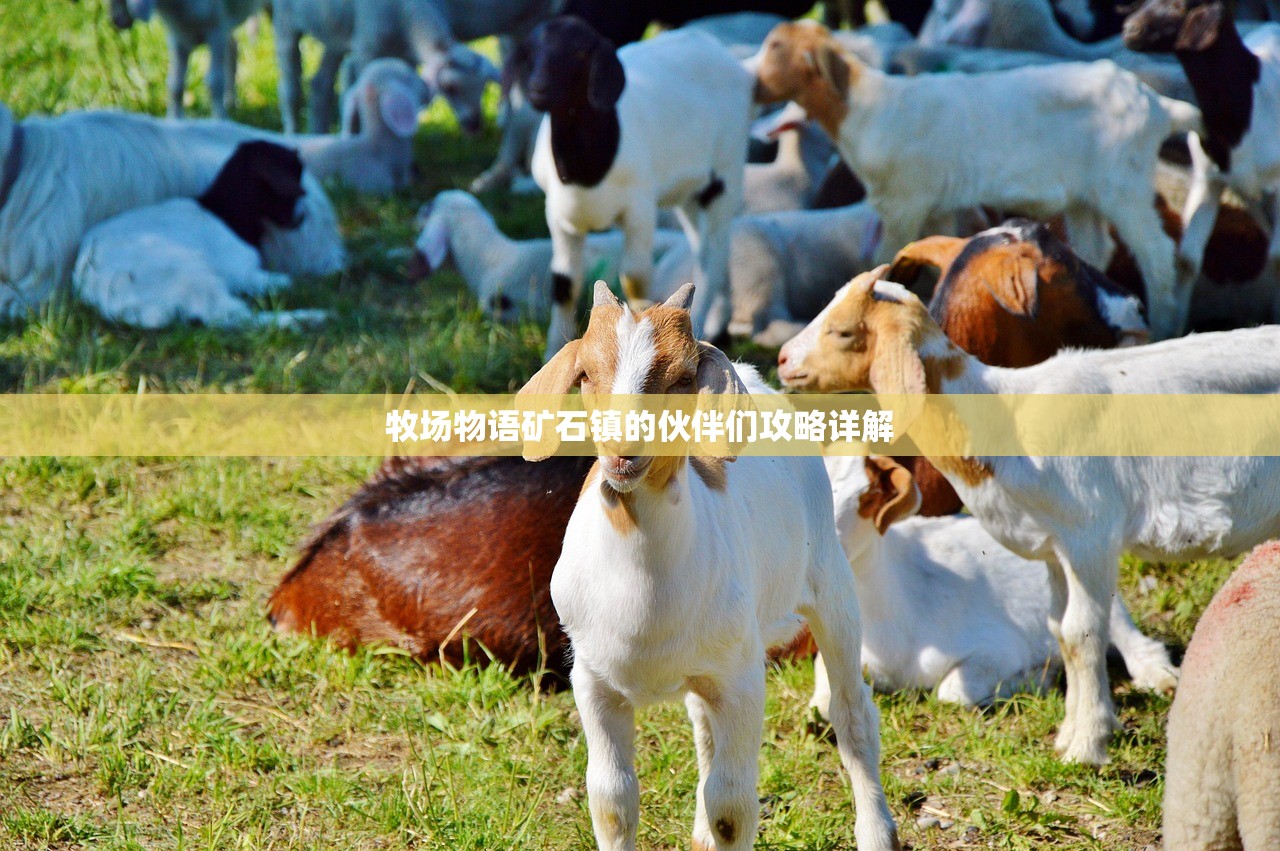牧场物语矿石镇的伙伴们攻略详解