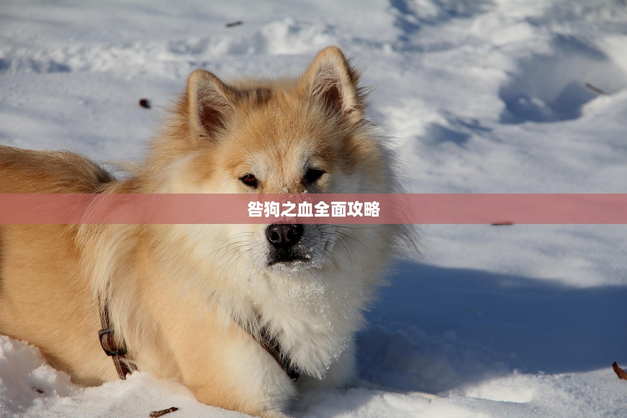 咎狗之血全面攻略