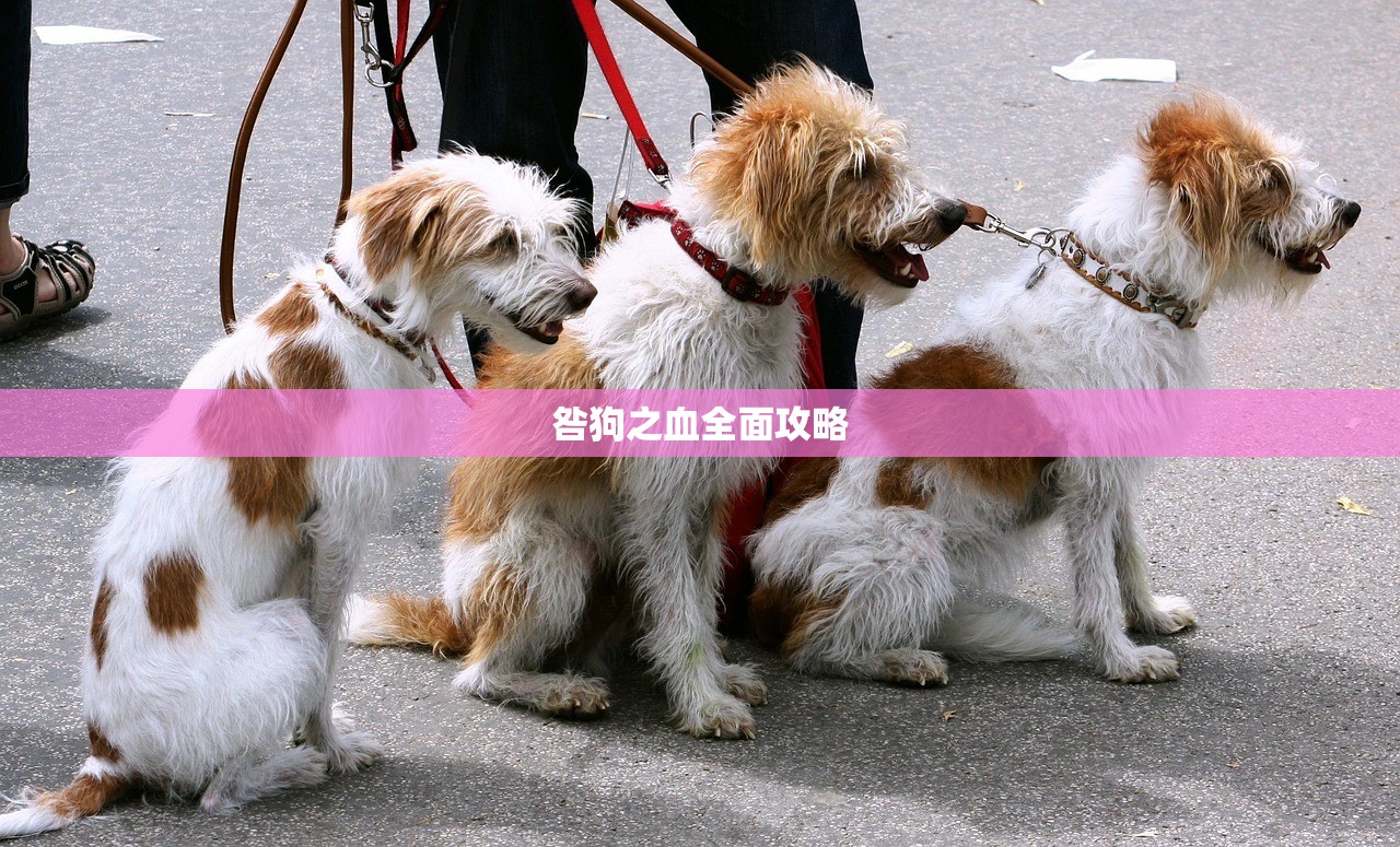 咎狗之血全面攻略