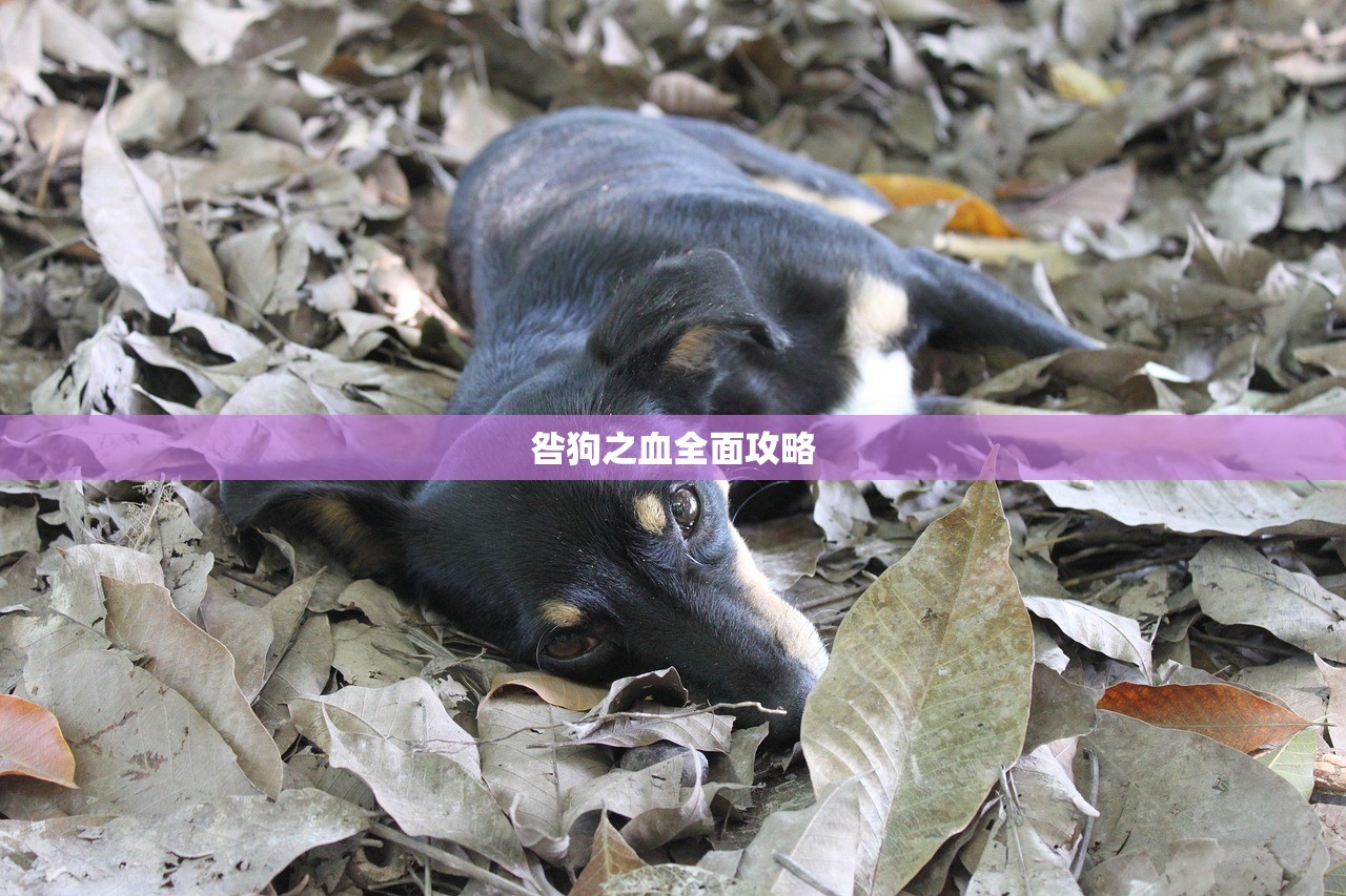 咎狗之血全面攻略