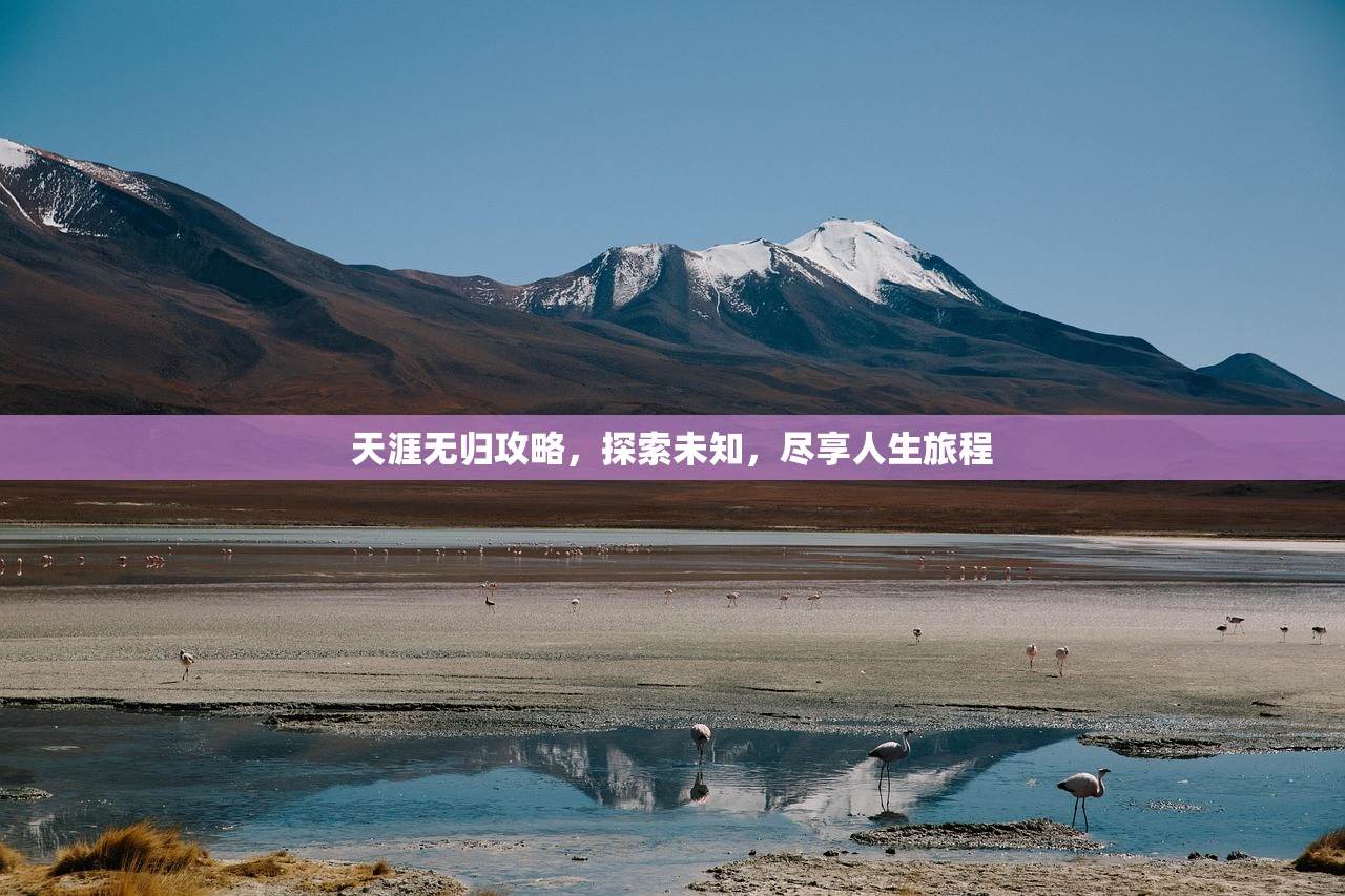 天涯无归攻略，探索未知，尽享人生旅程