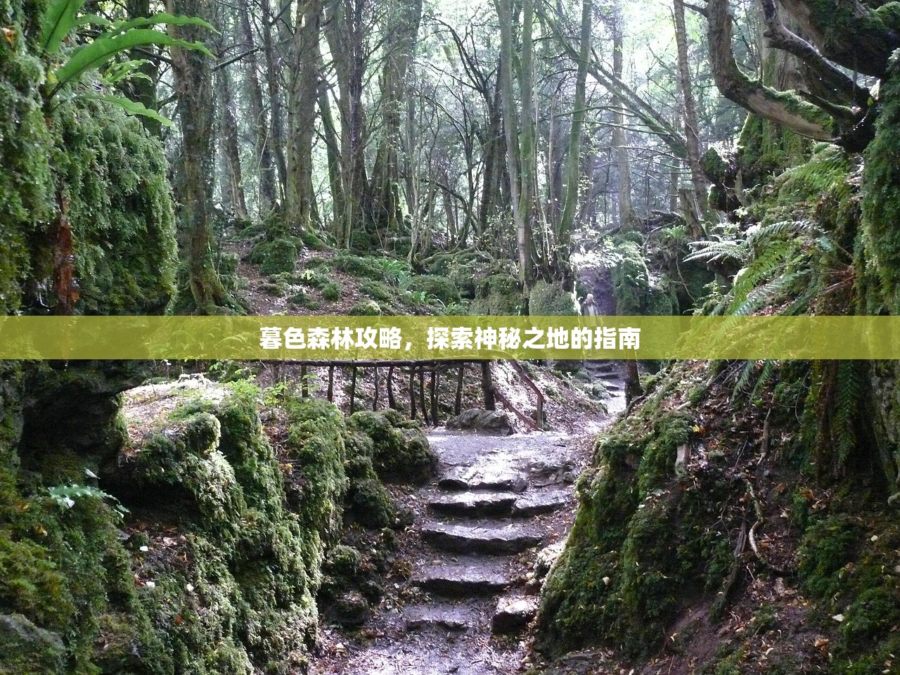 暮色森林攻略，探索神秘之地的指南