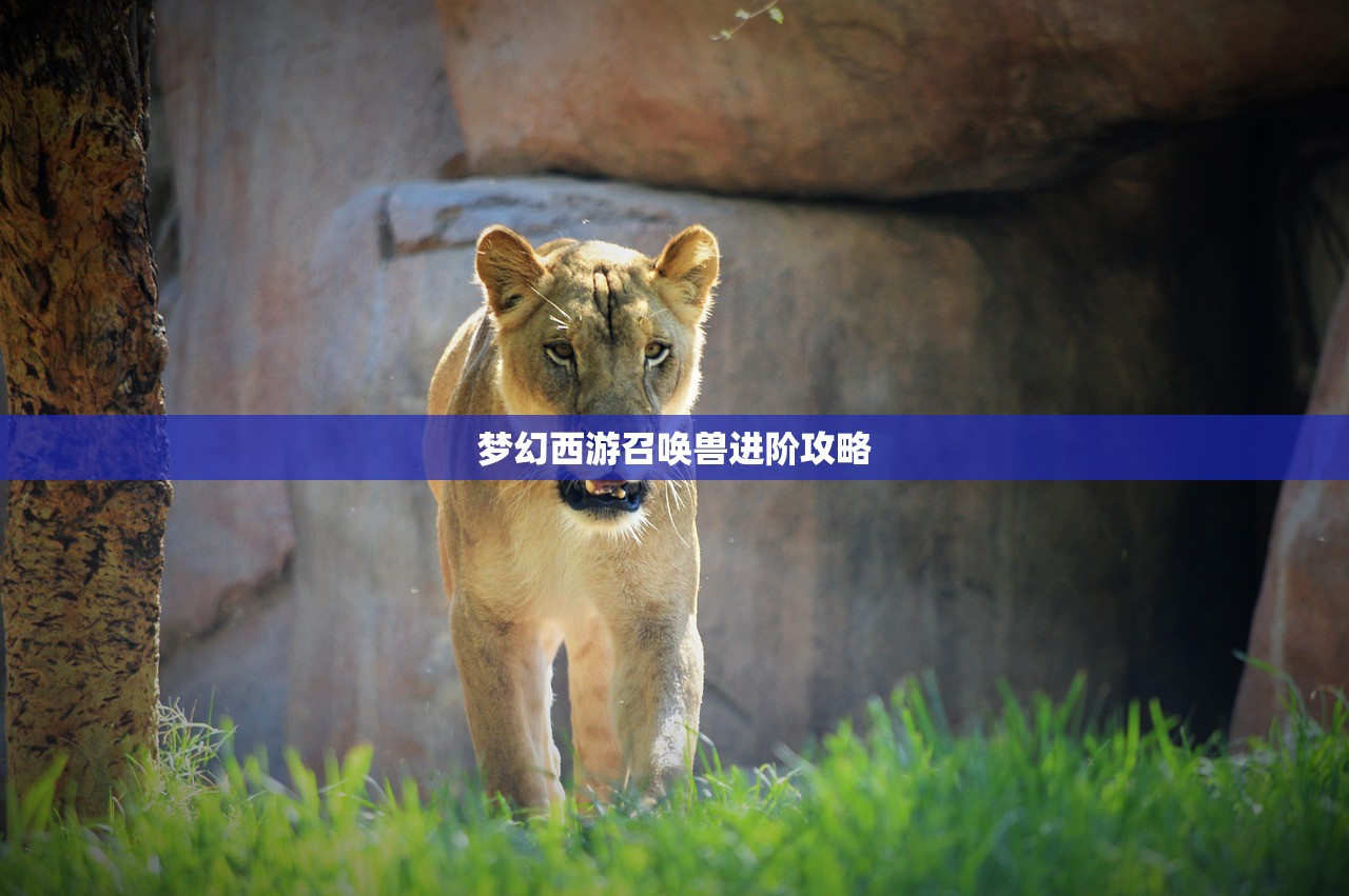 梦幻西游召唤兽进阶攻略