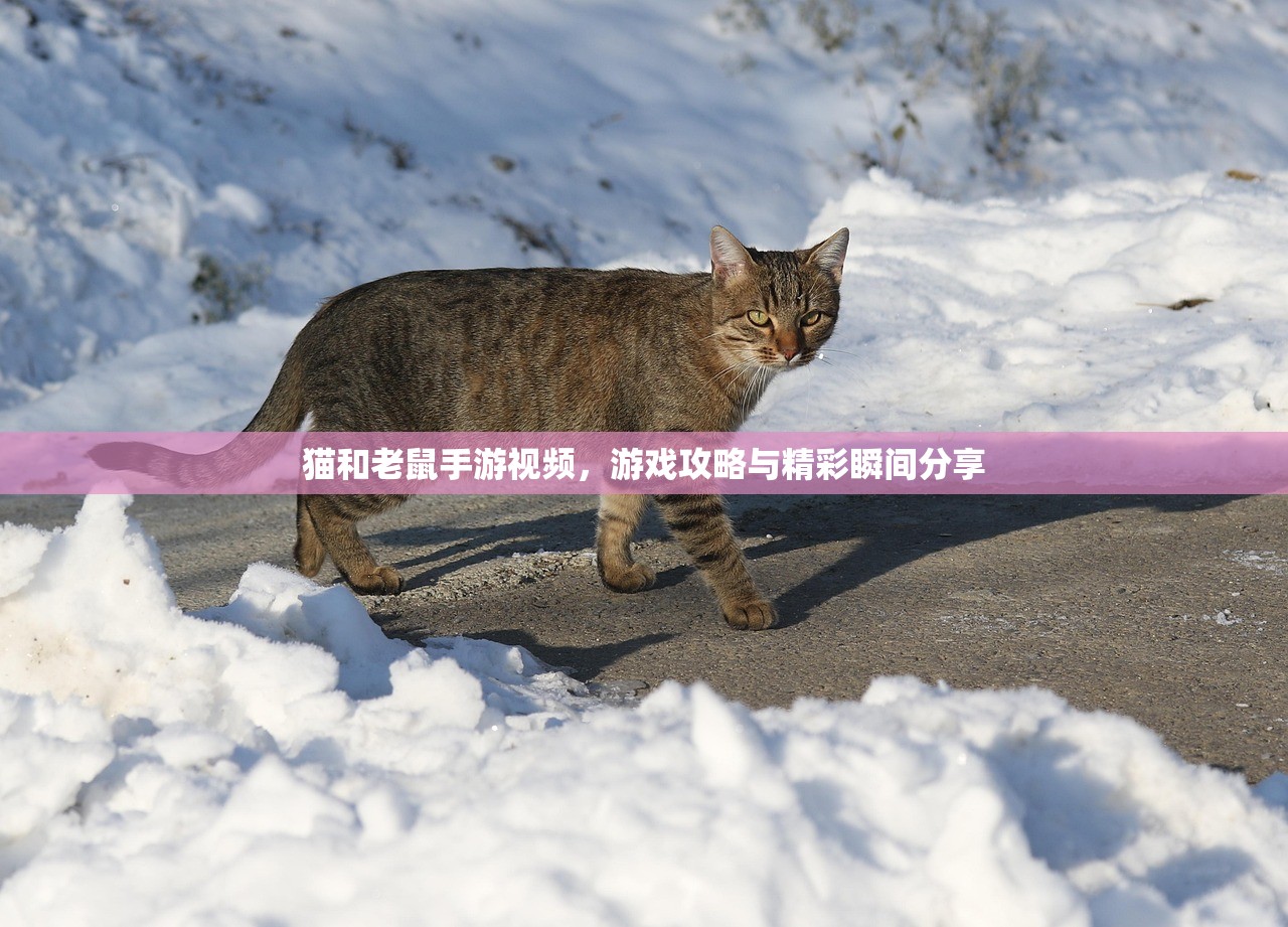 猫和老鼠手游视频，游戏攻略与精彩瞬间分享