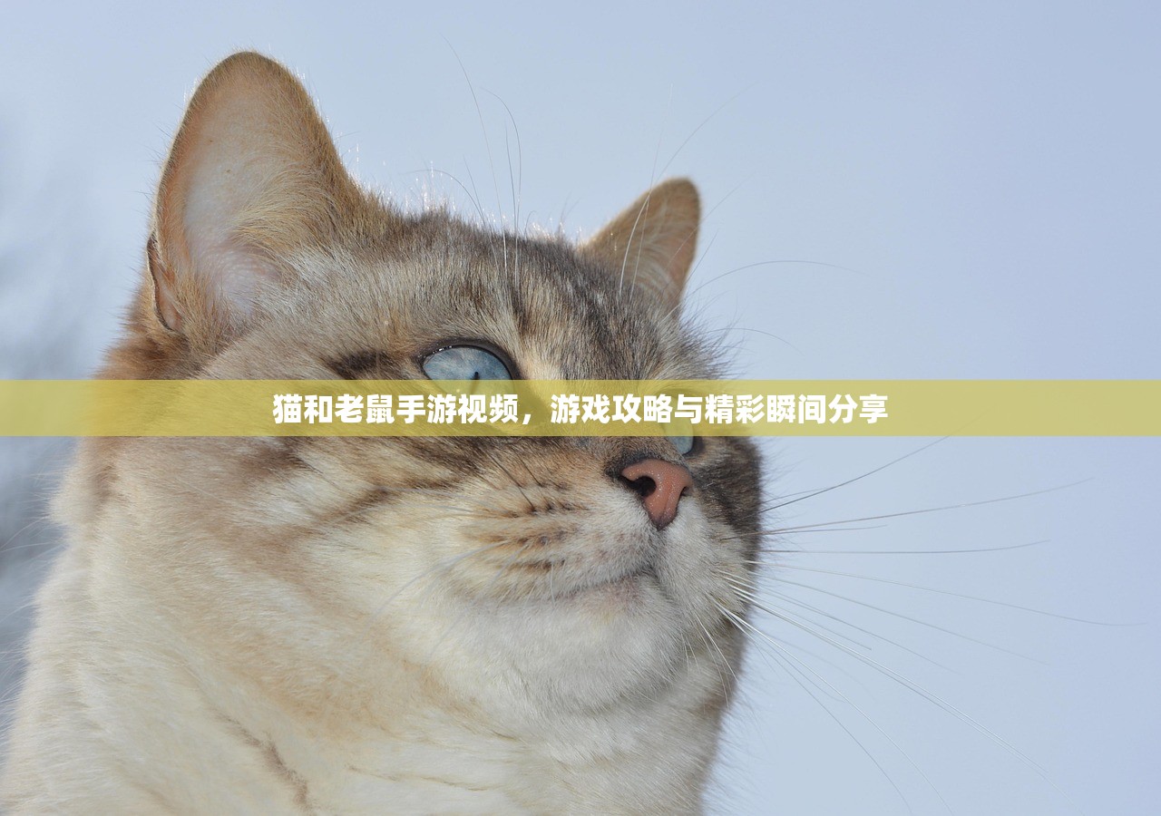 猫和老鼠手游视频，游戏攻略与精彩瞬间分享