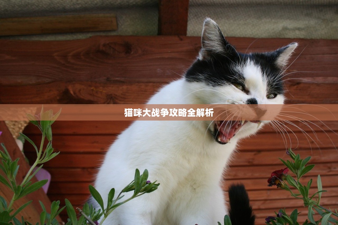猫咪大战争攻略全解析