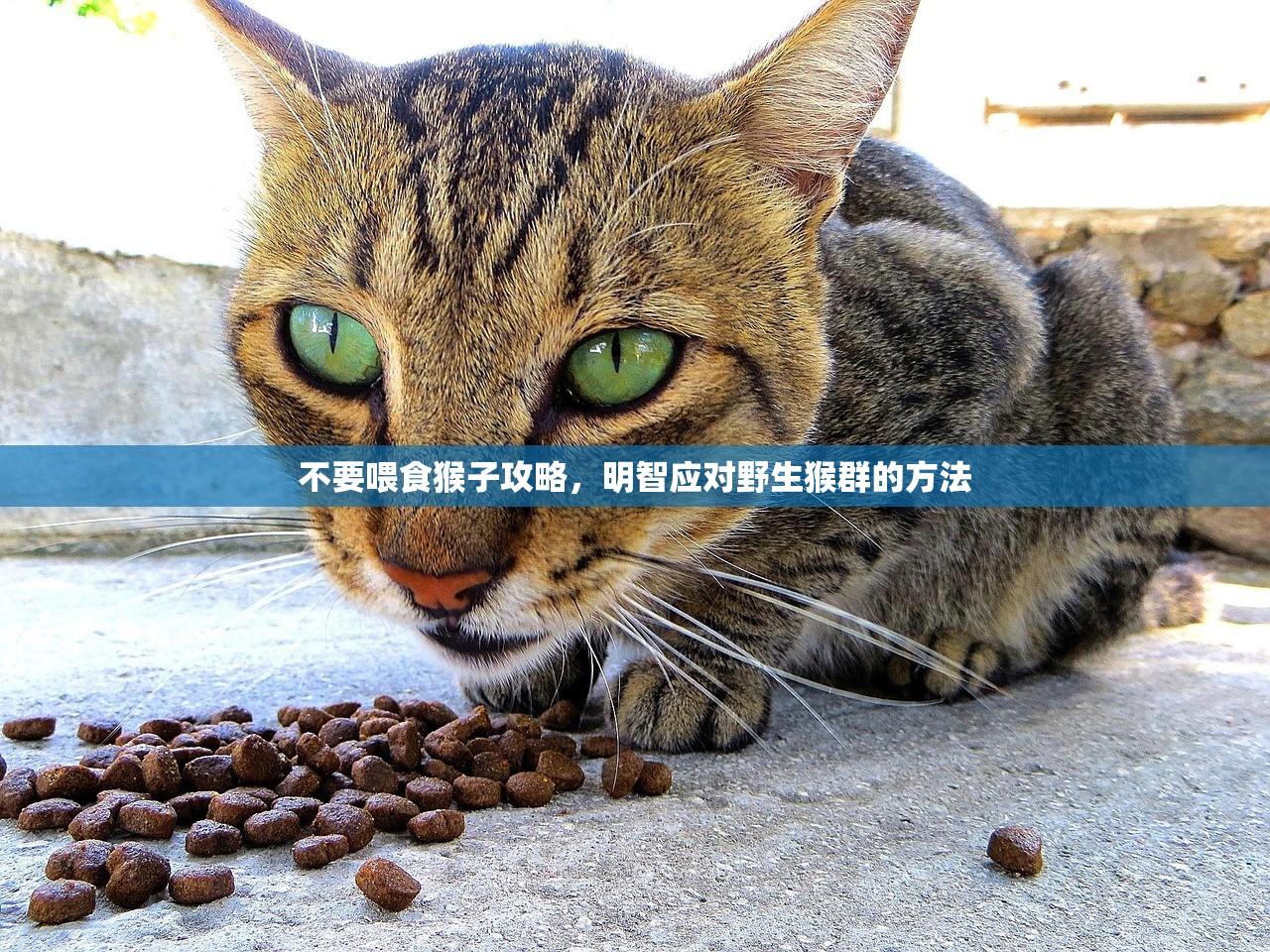 不要喂食猴子攻略，明智应对野生猴群的方法