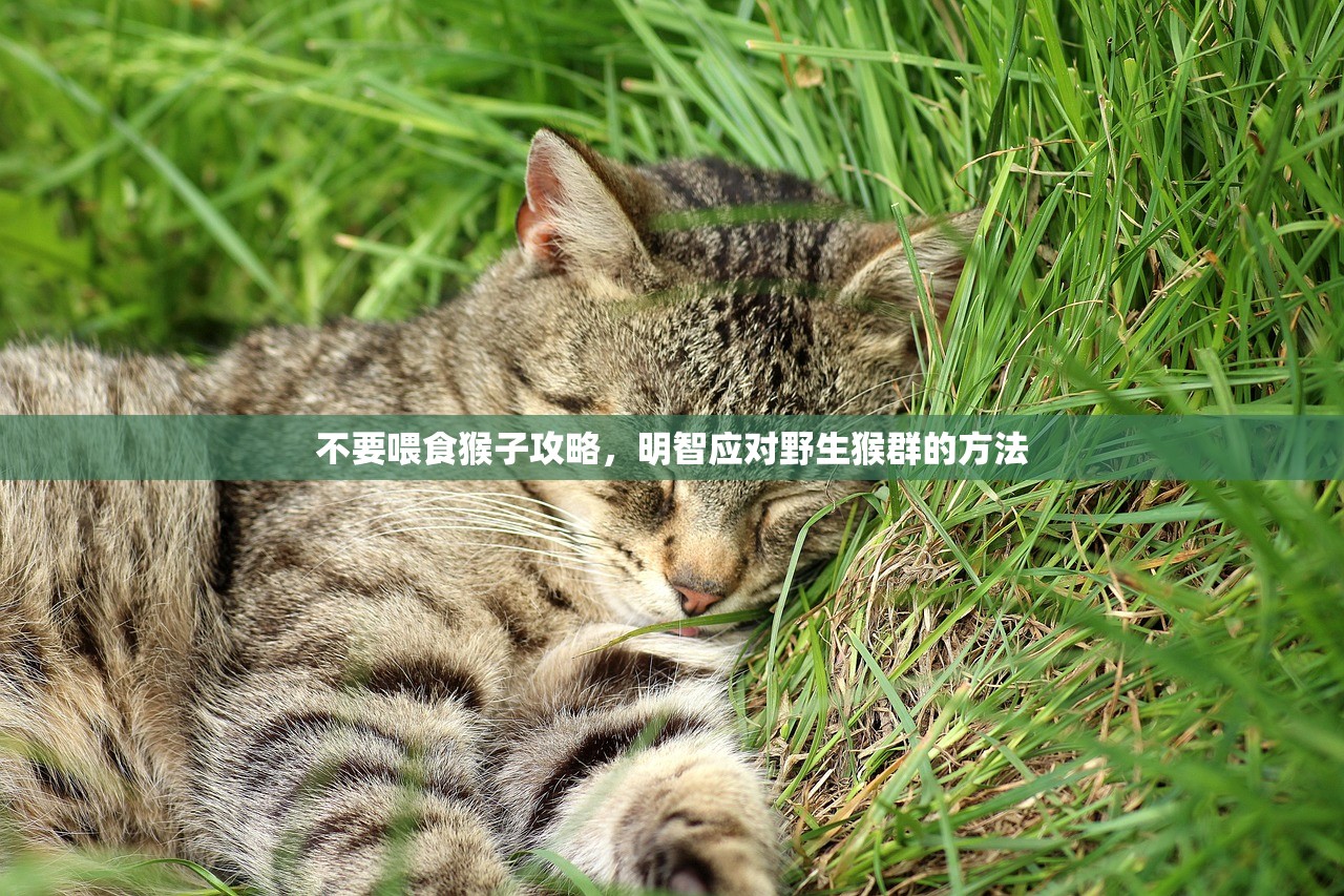 不要喂食猴子攻略，明智应对野生猴群的方法