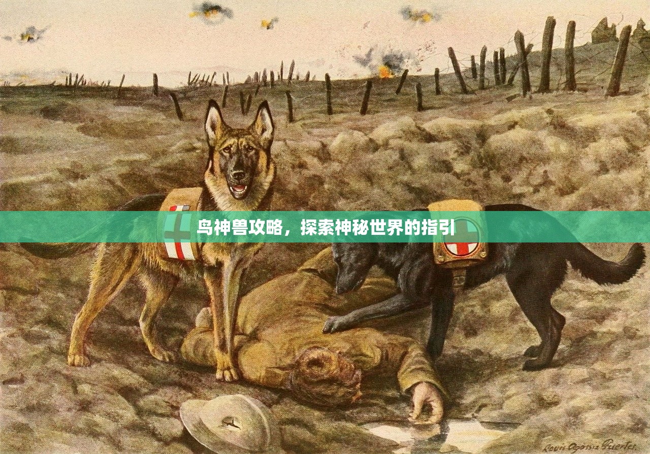 鸟神兽攻略，探索神秘世界的指引