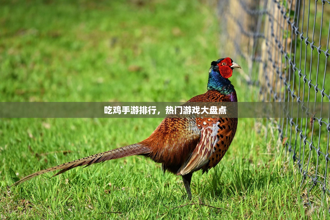 吃鸡手游排行，热门游戏大盘点