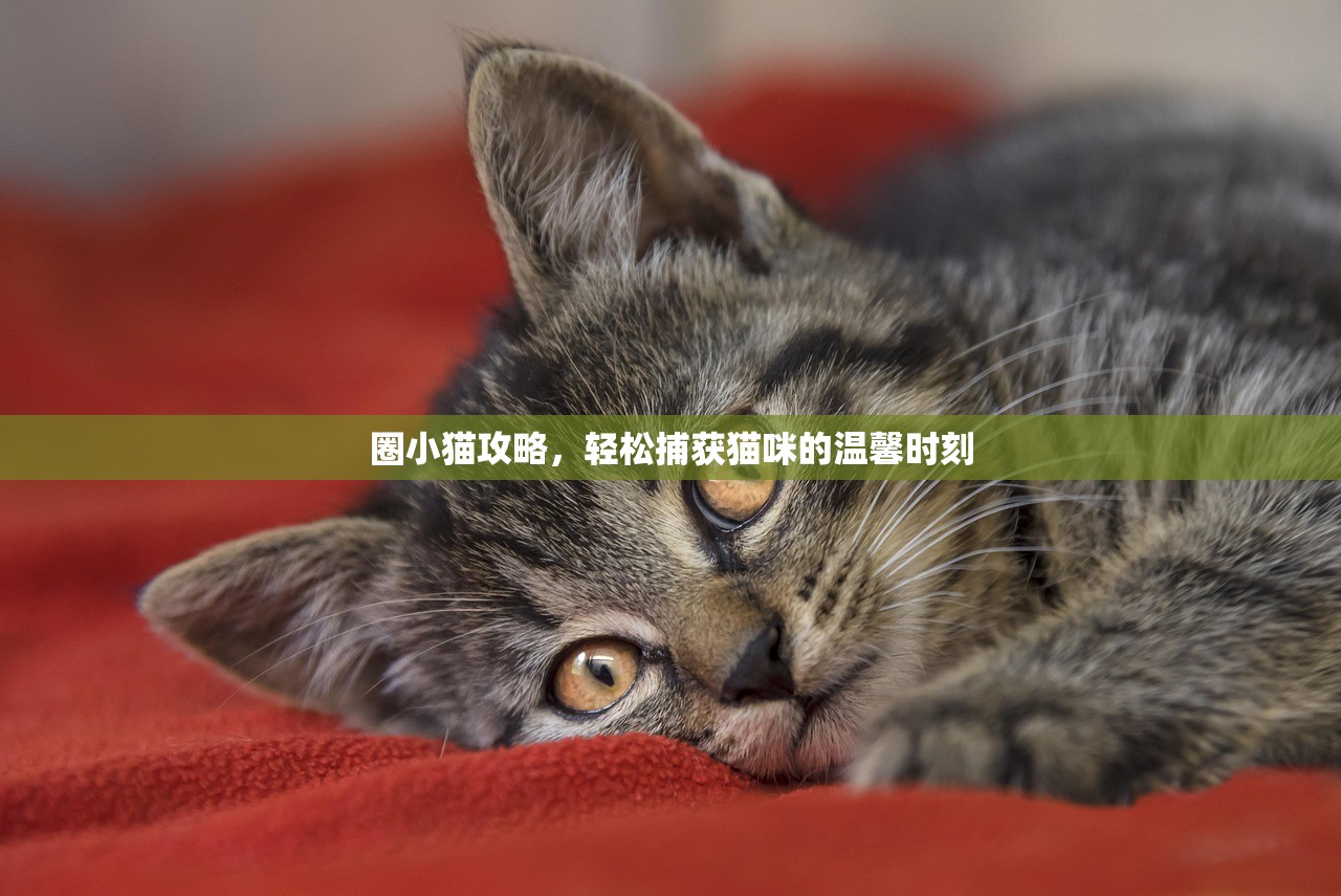 圈小猫攻略，轻松捕获猫咪的温馨时刻