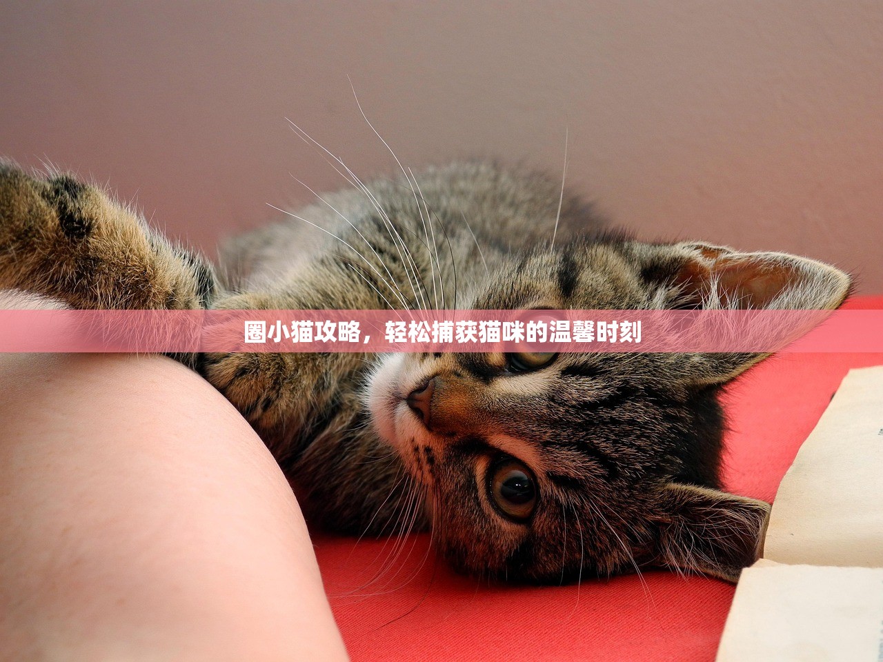 圈小猫攻略，轻松捕获猫咪的温馨时刻