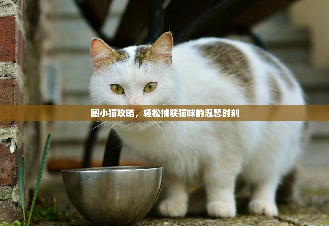 圈小猫攻略，轻松捕获猫咪的温馨时刻