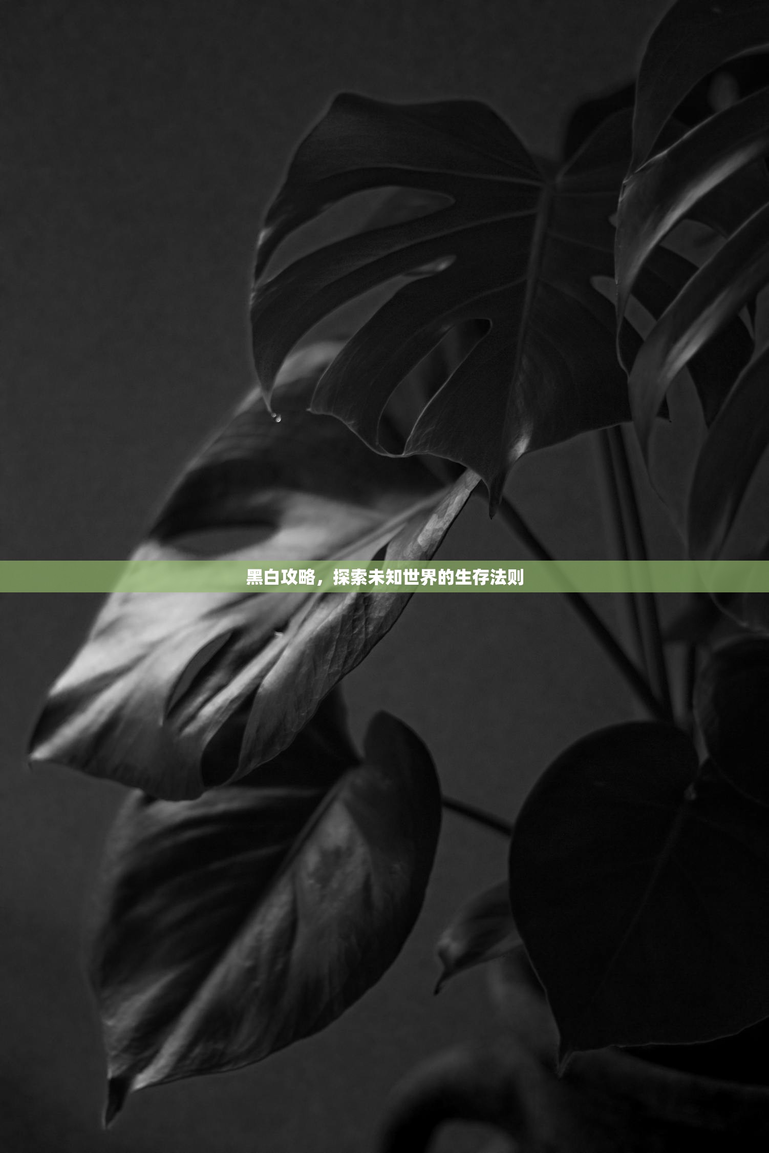 黑白攻略，探索未知世界的生存法则