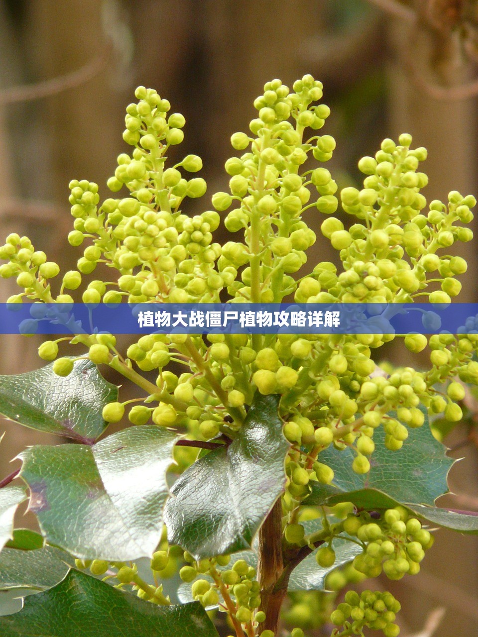 植物大战僵尸植物攻略详解