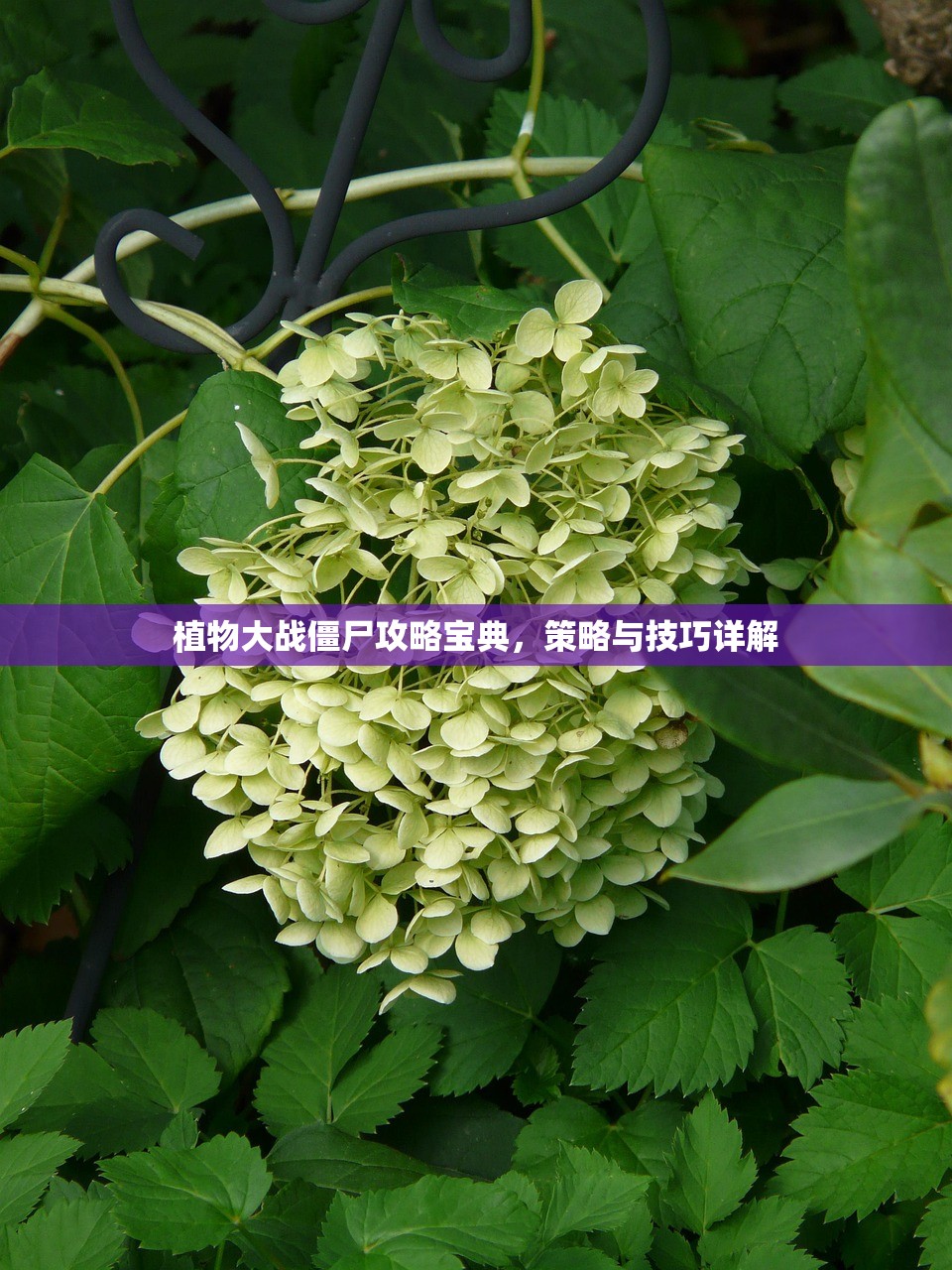 植物大战僵尸攻略宝典，策略与技巧详解