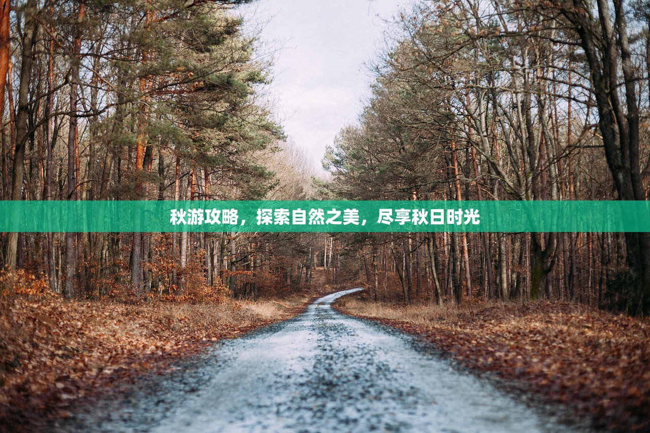 秋游攻略，探索自然之美，尽享秋日时光