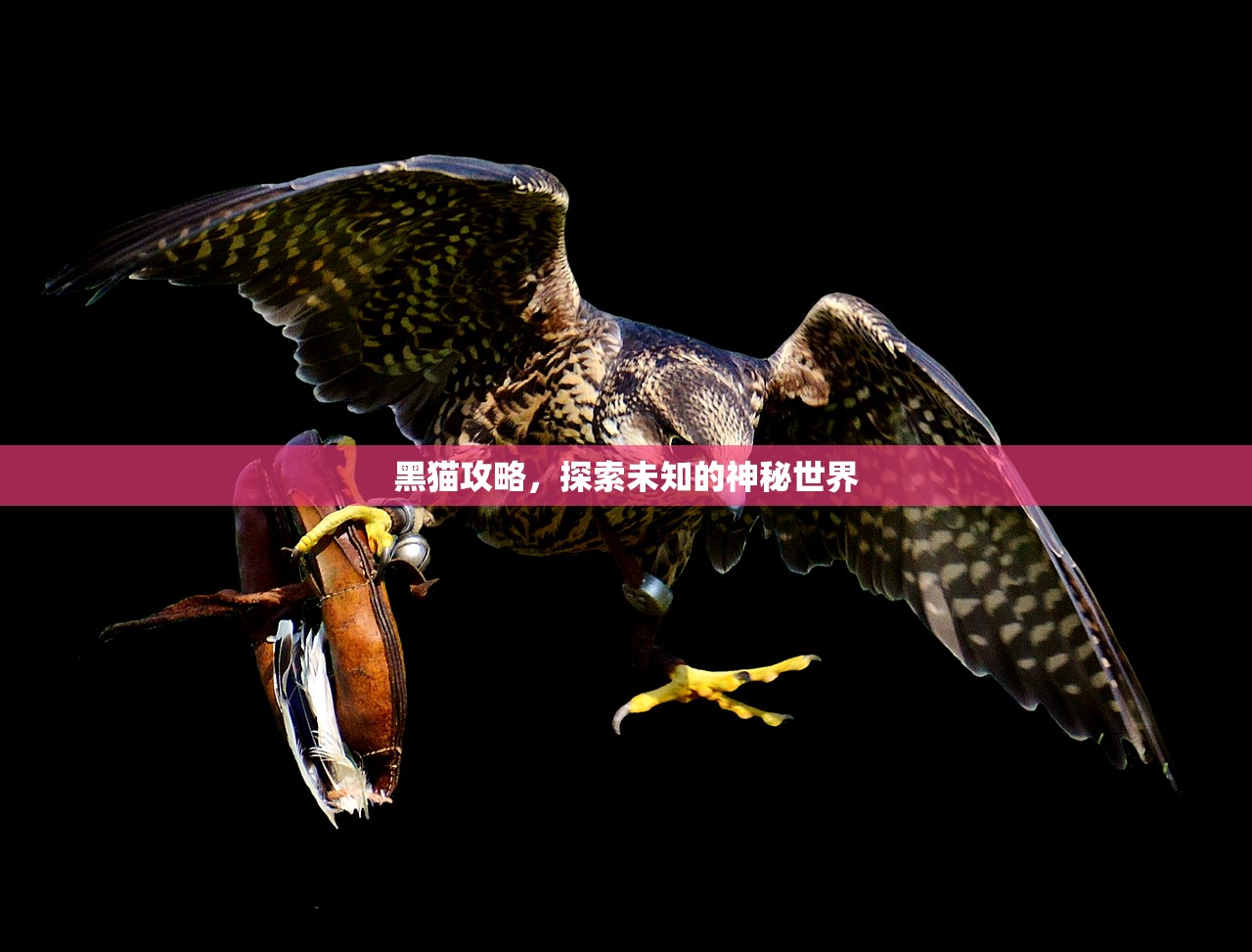 黑猫攻略，探索未知的神秘世界