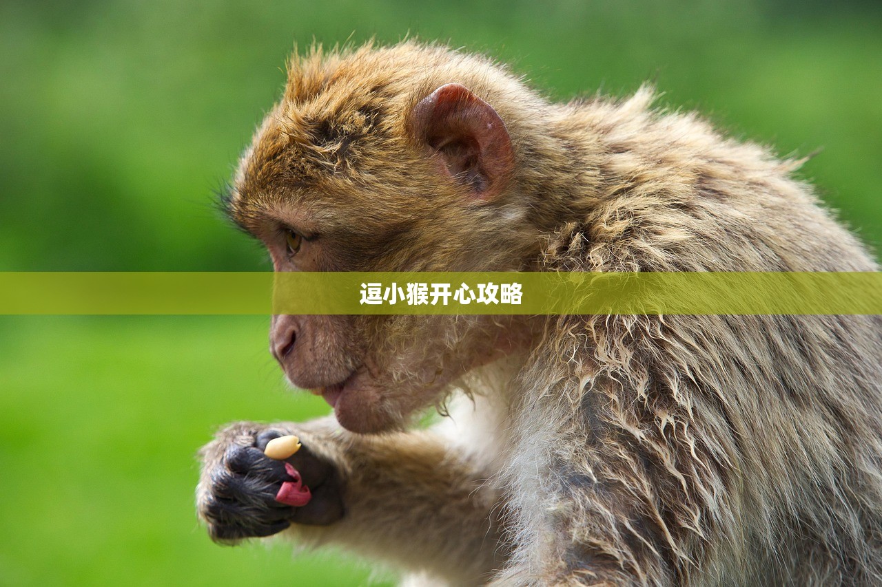 逗小猴开心攻略