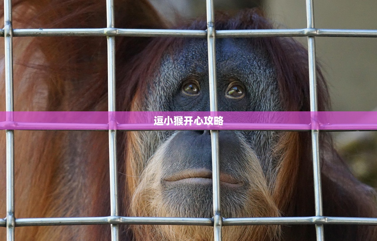 逗小猴开心攻略