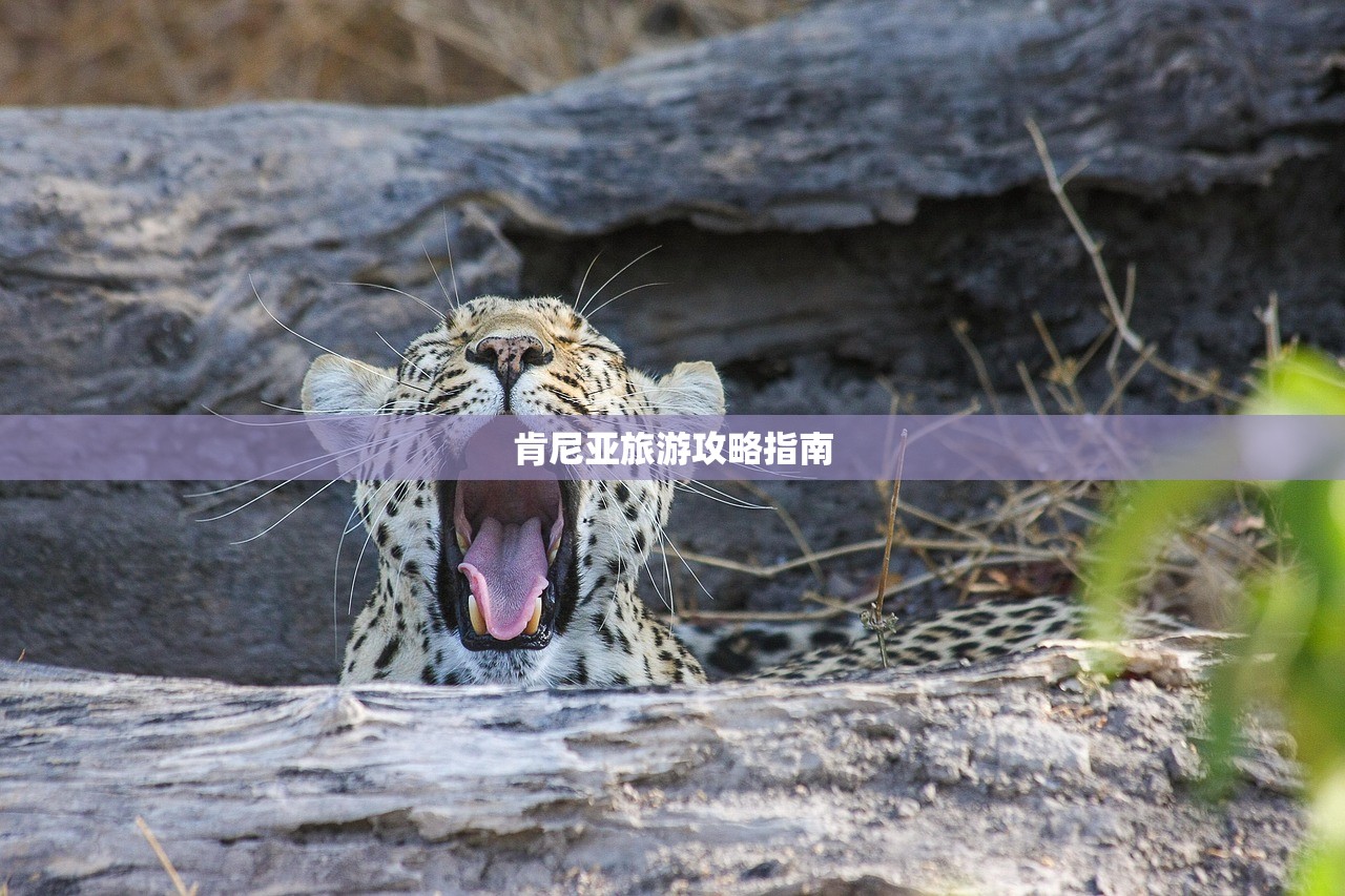 肯尼亚旅游攻略指南