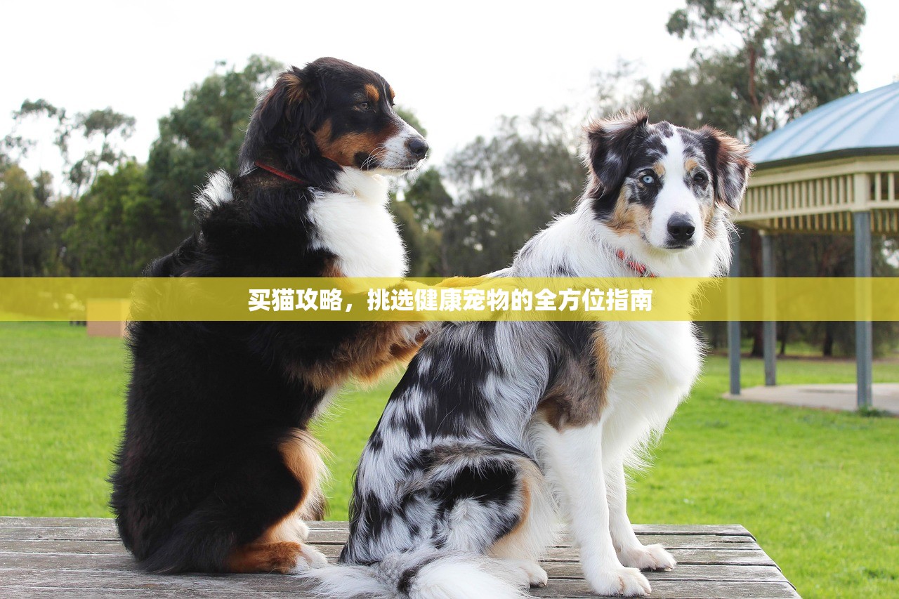买猫攻略，挑选健康宠物的全方位指南