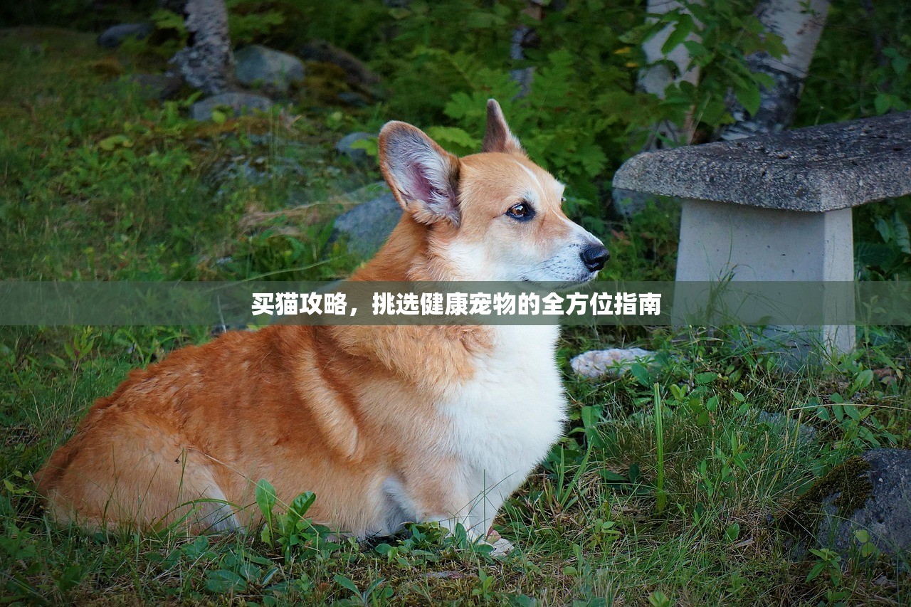 买猫攻略，挑选健康宠物的全方位指南