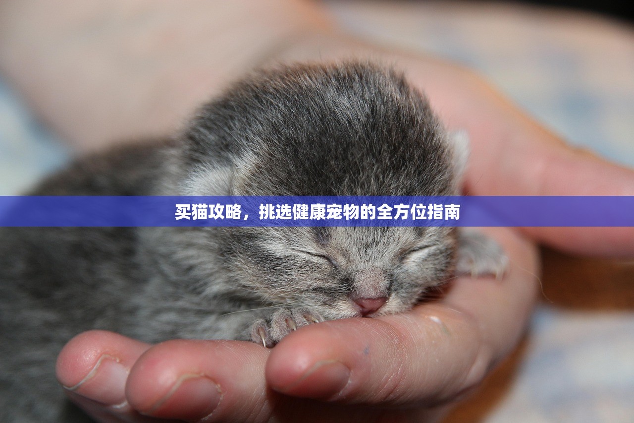 买猫攻略，挑选健康宠物的全方位指南