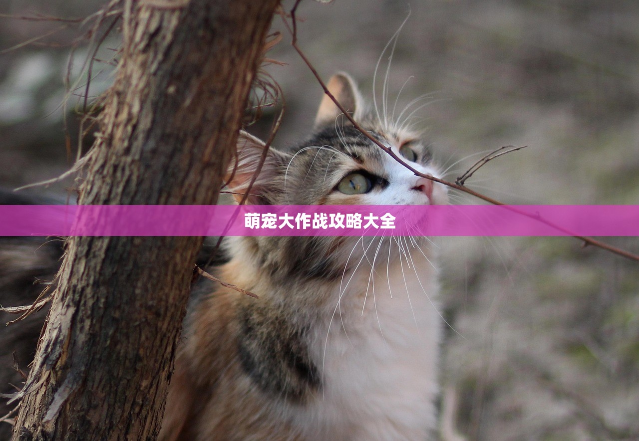 萌宠大作战攻略大全