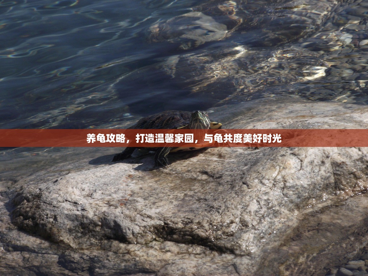 养龟攻略，打造温馨家园，与龟共度美好时光