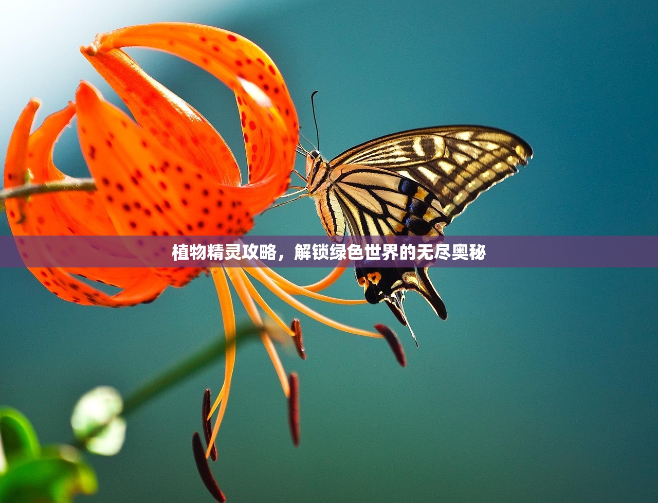 植物精灵攻略，解锁绿色世界的无尽奥秘