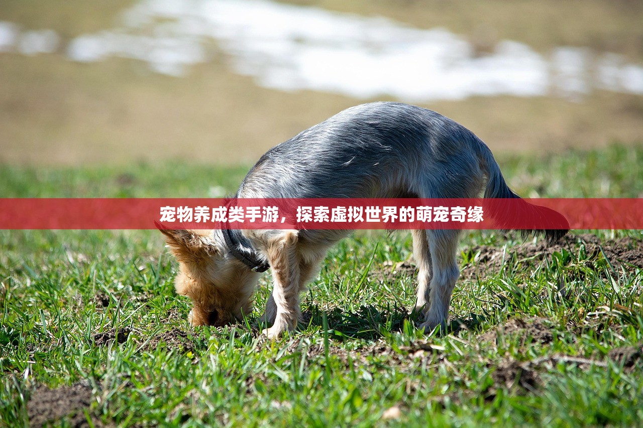 宠物养成类手游，探索虚拟世界的萌宠奇缘