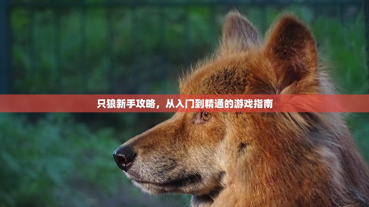 只狼新手攻略，从入门到精通的游戏指南