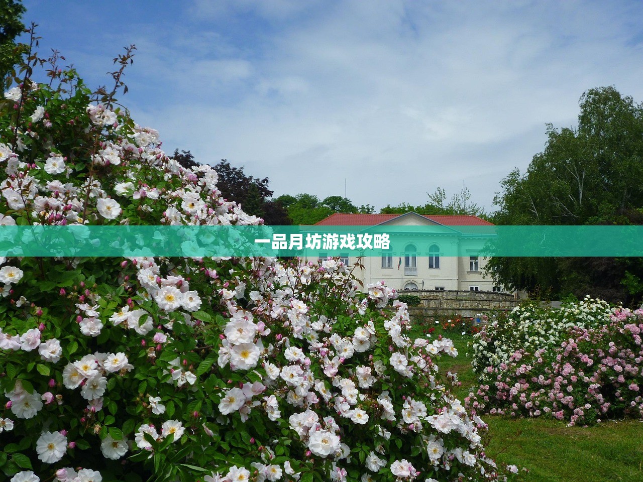 一品月坊游戏攻略
