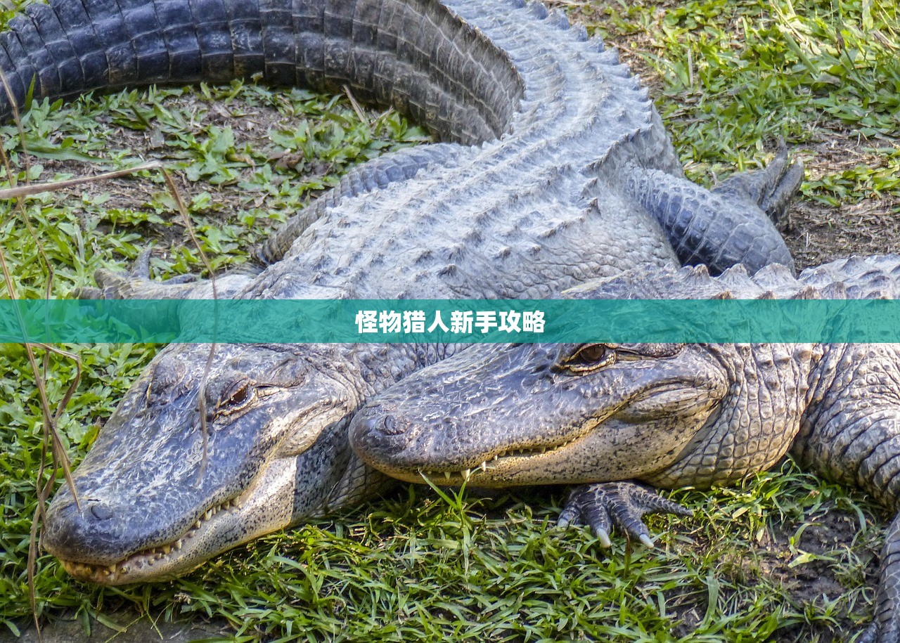 怪物猎人新手攻略
