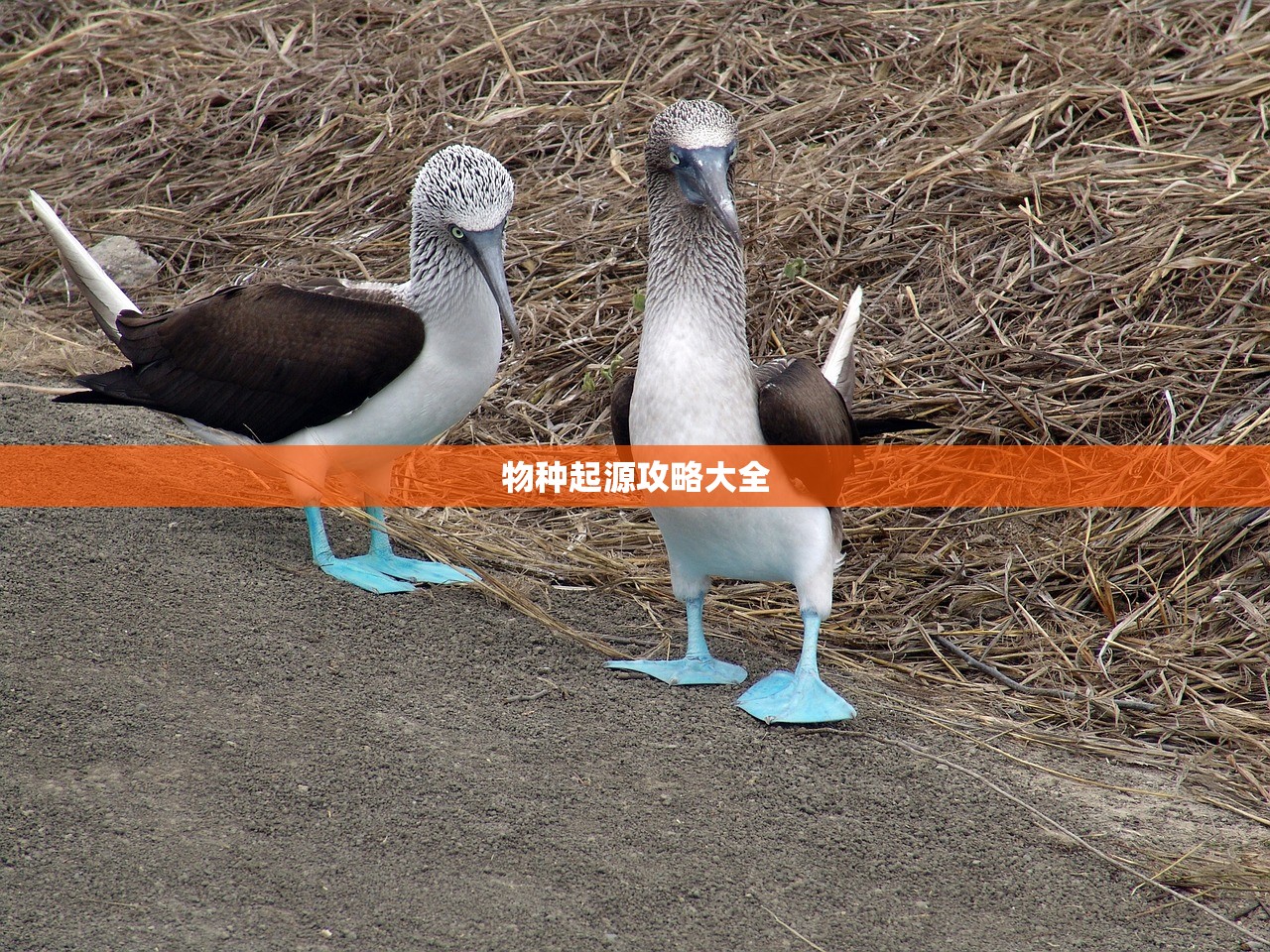 物种起源攻略大全