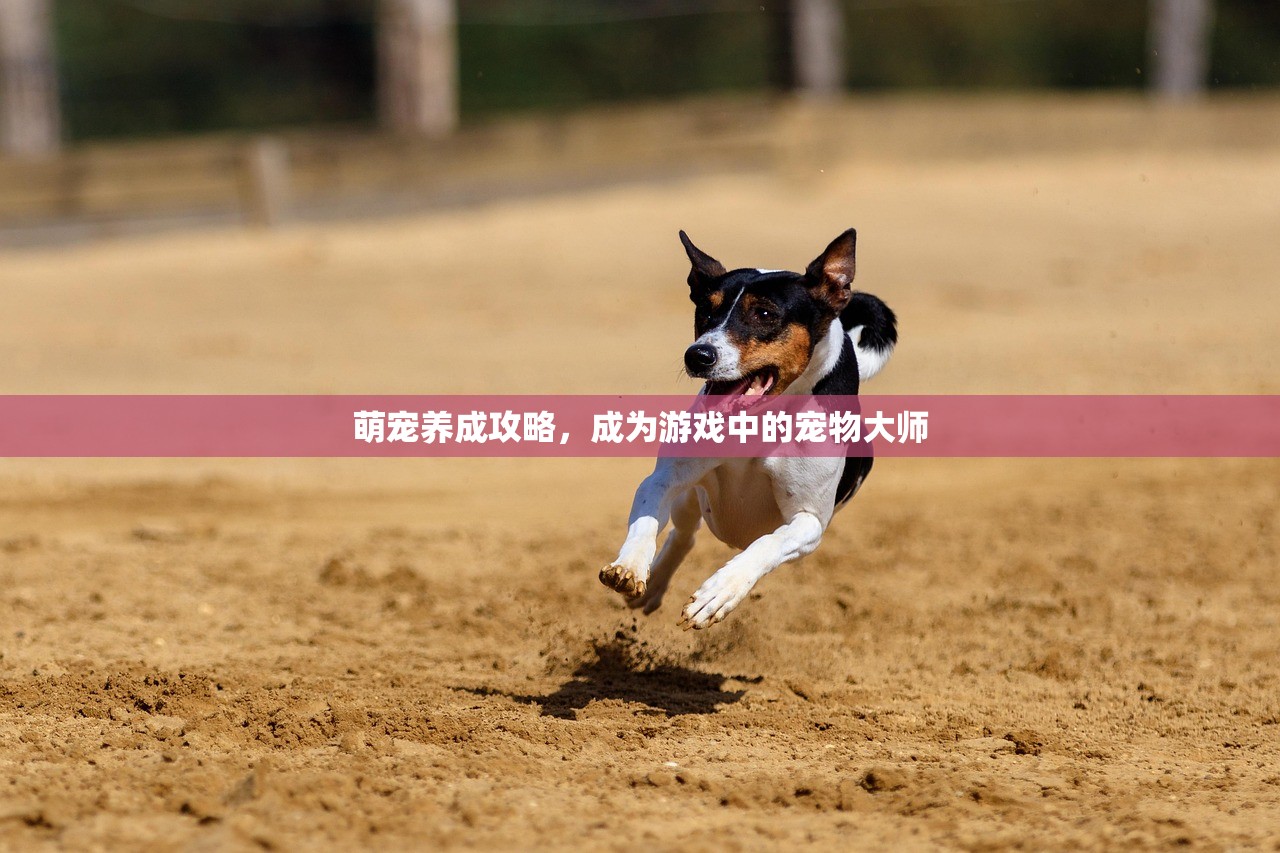 萌宠养成攻略，成为游戏中的宠物大师