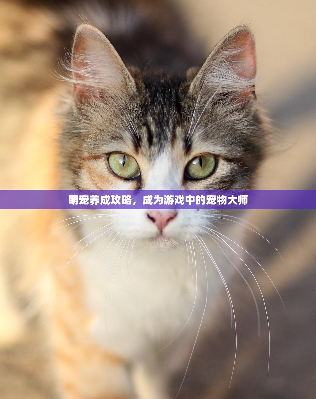 萌宠养成攻略，成为游戏中的宠物大师