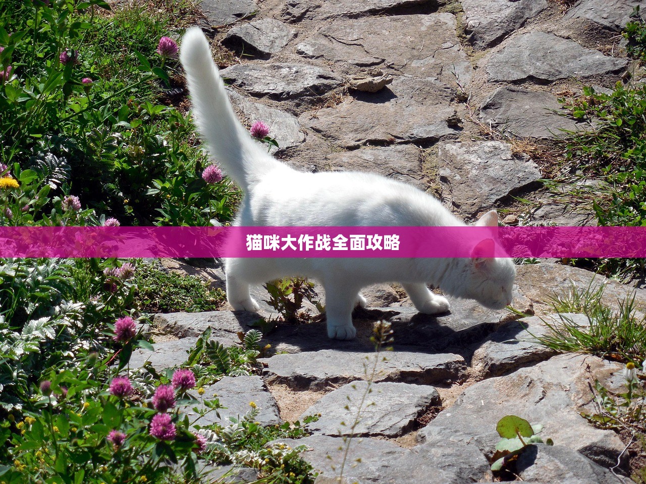 猫咪大作战全面攻略