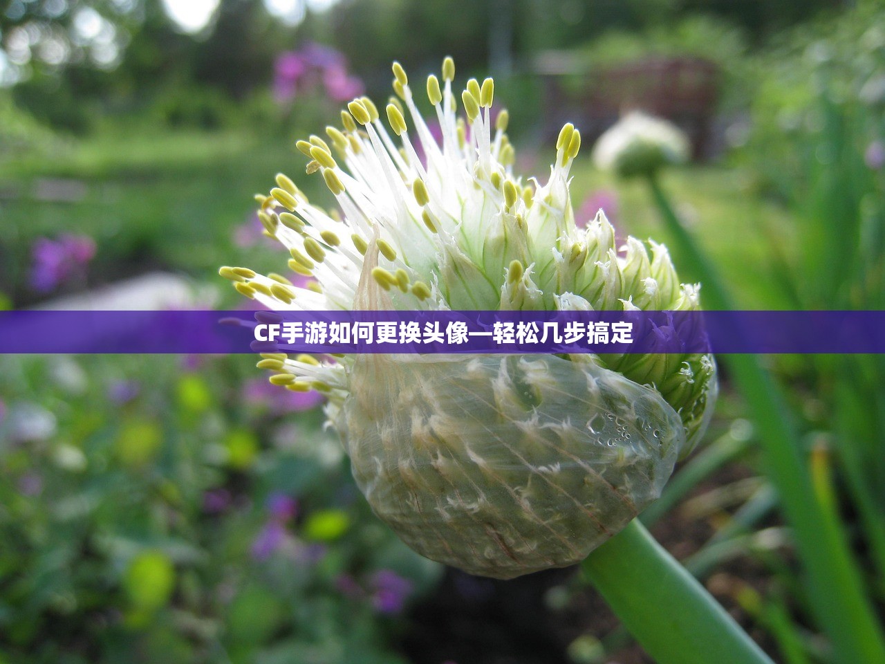 CF手游如何更换头像—轻松几步搞定