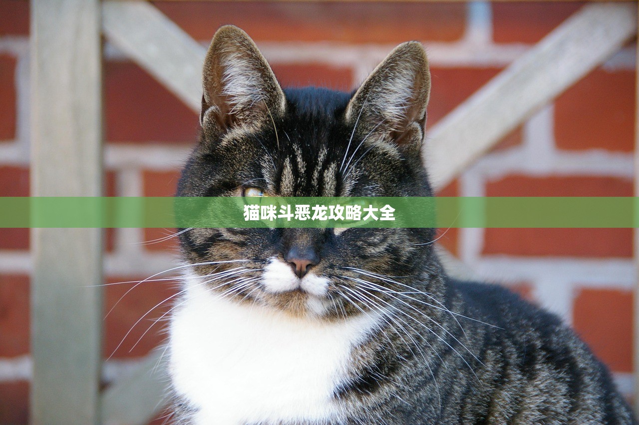 猫咪斗恶龙攻略大全
