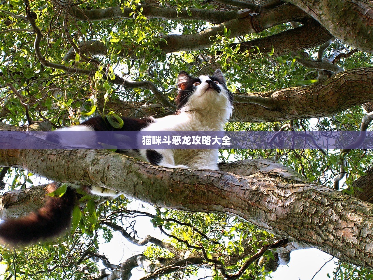猫咪斗恶龙攻略大全