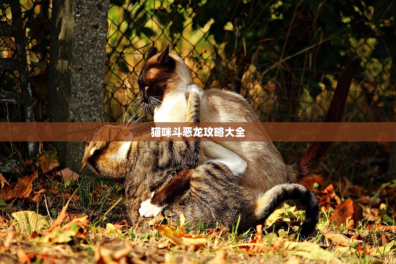猫咪斗恶龙攻略大全
