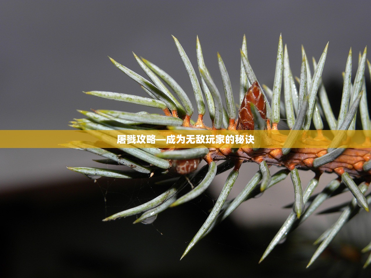 屠戮攻略—成为无敌玩家的秘诀