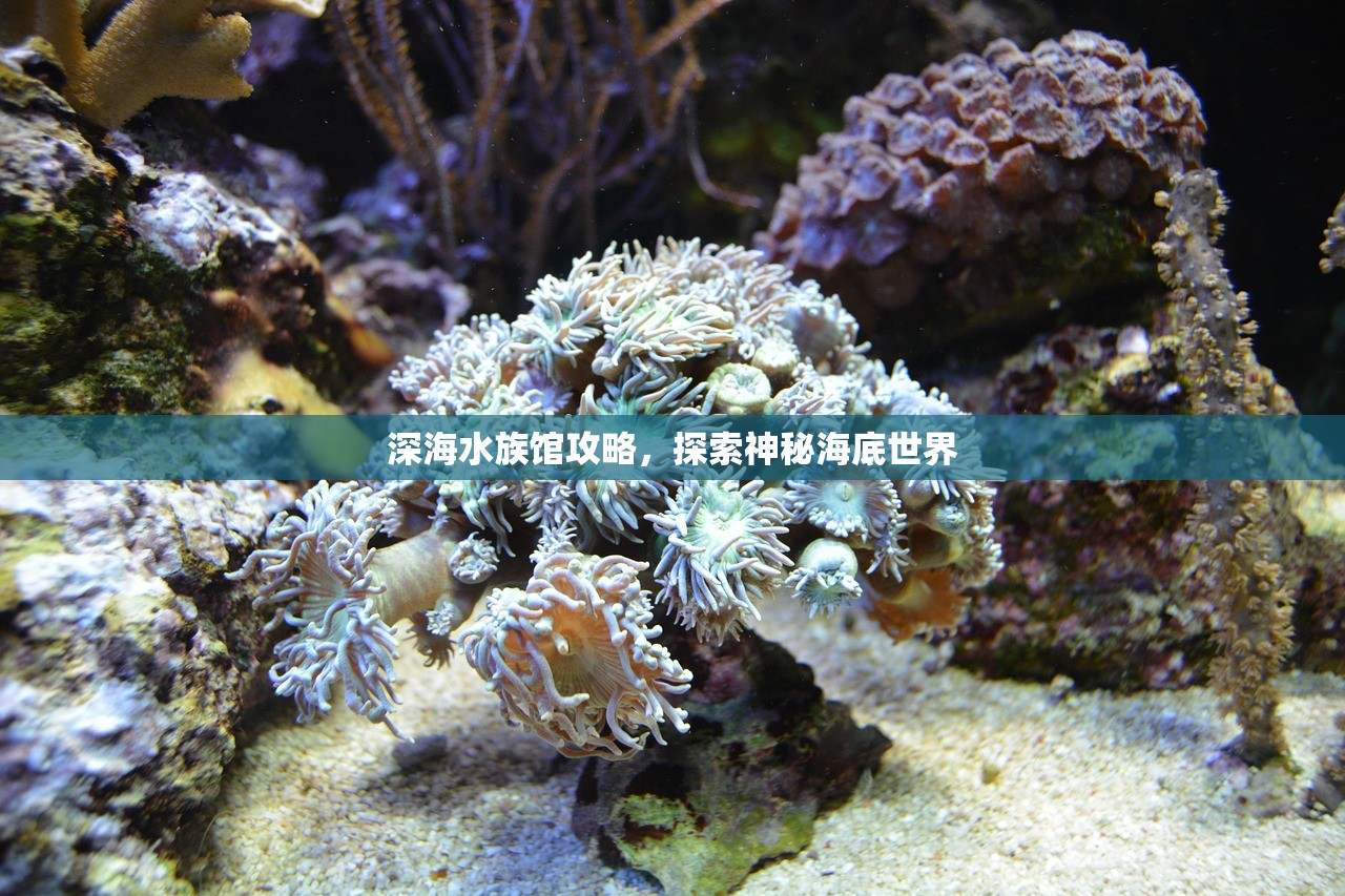 深海水族馆攻略，探索神秘海底世界