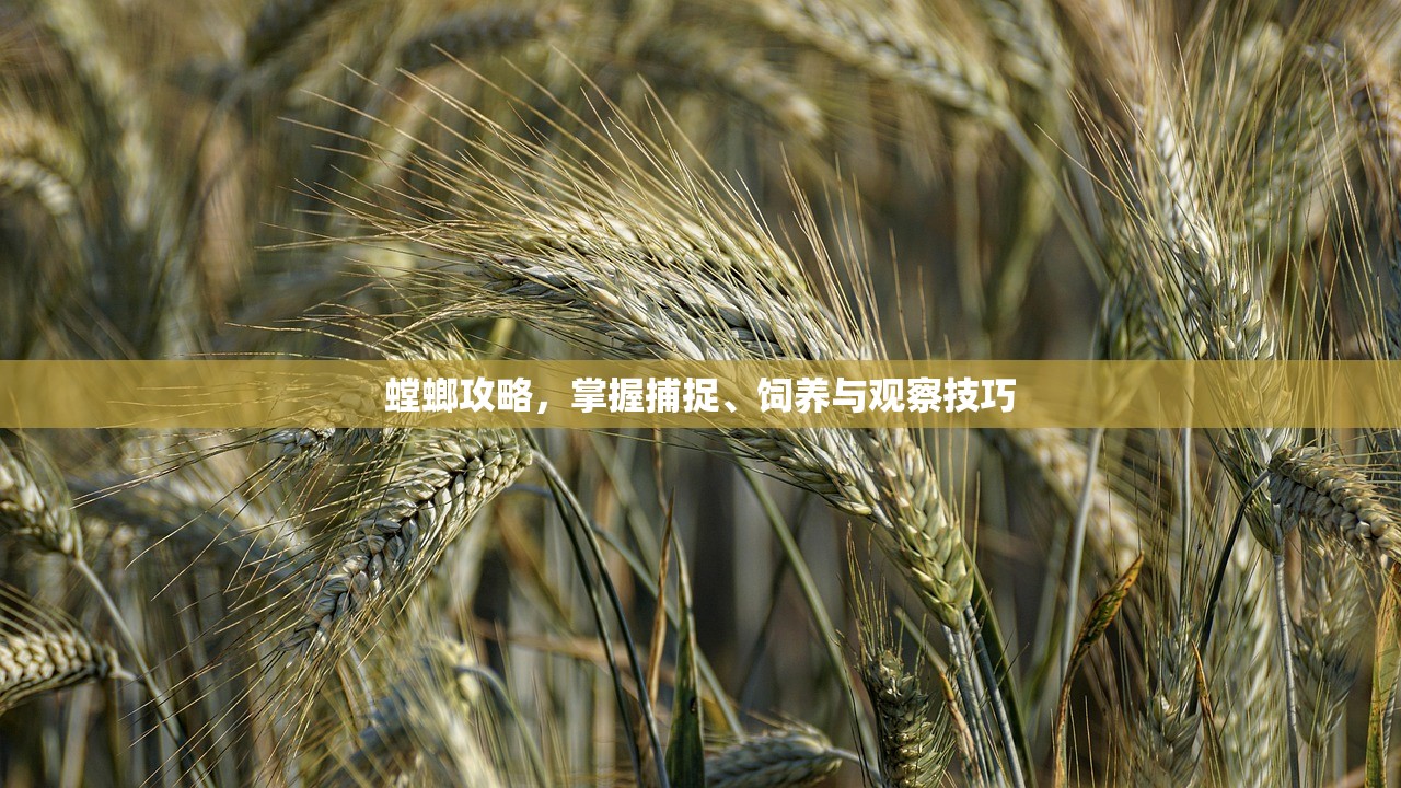 螳螂攻略，掌握捕捉、饲养与观察技巧