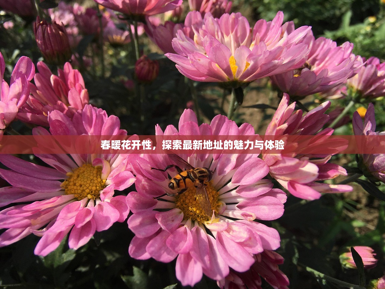 春暖花开性，探索最新地址的魅力与体验