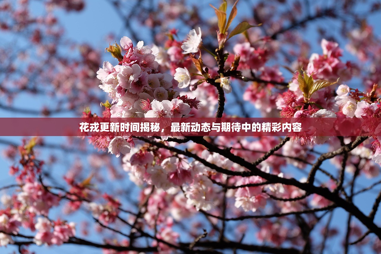 花戎更新时间揭秘，最新动态与期待中的精彩内容