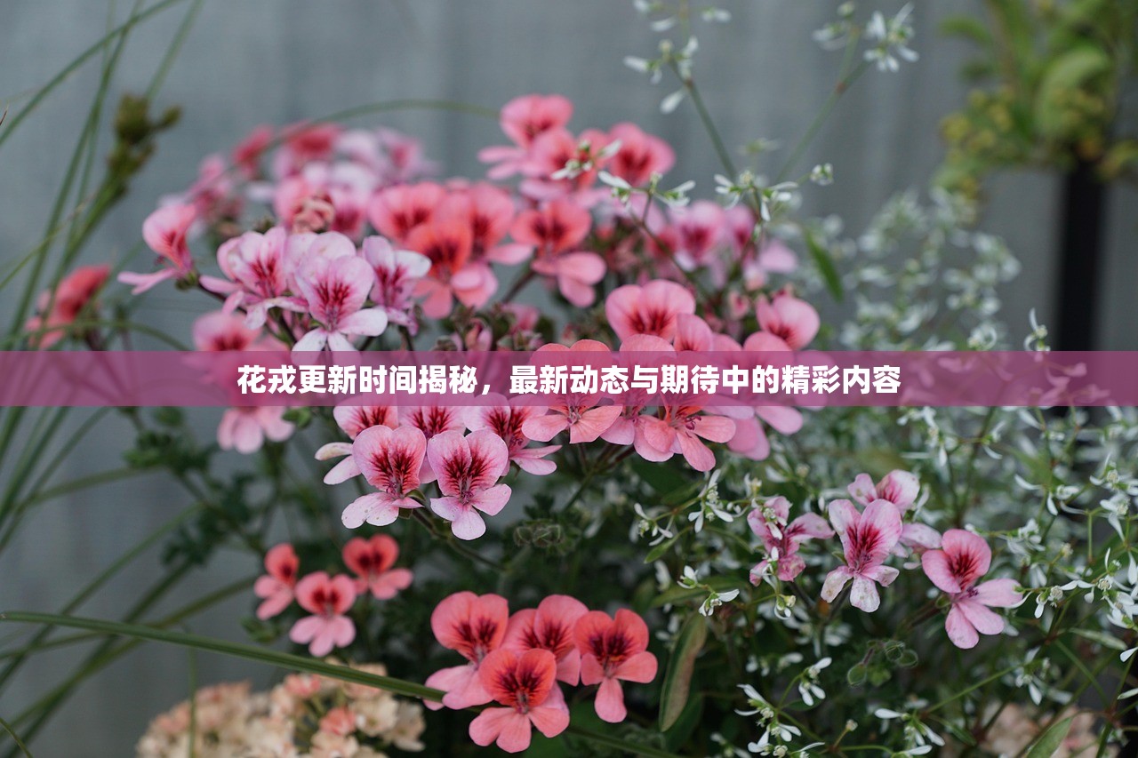 花戎更新时间揭秘，最新动态与期待中的精彩内容
